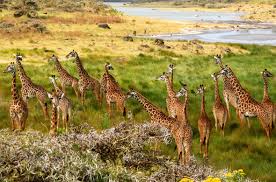 Arusha Image 3